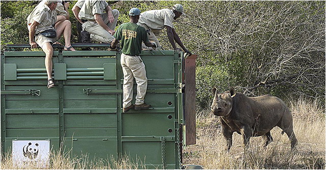 Black Rhino Expansion Project – Munyawana Game Reserve 2004