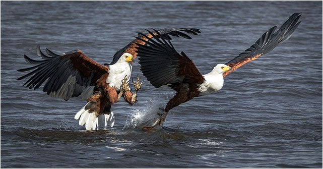 Fish Eagle Grabs Friend’s Catch