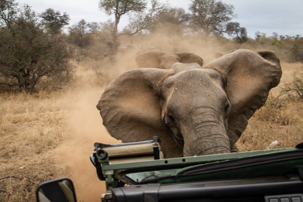 Elephant Smashes into Car at Kruger National Park, South Africa - Tim