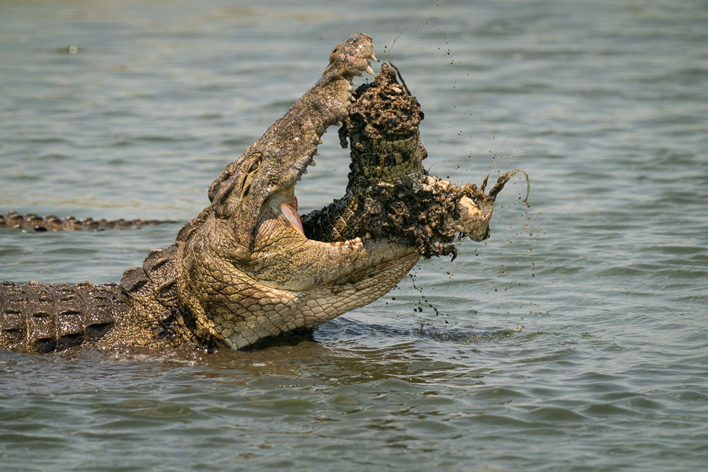 burly men at sea crocodile bug