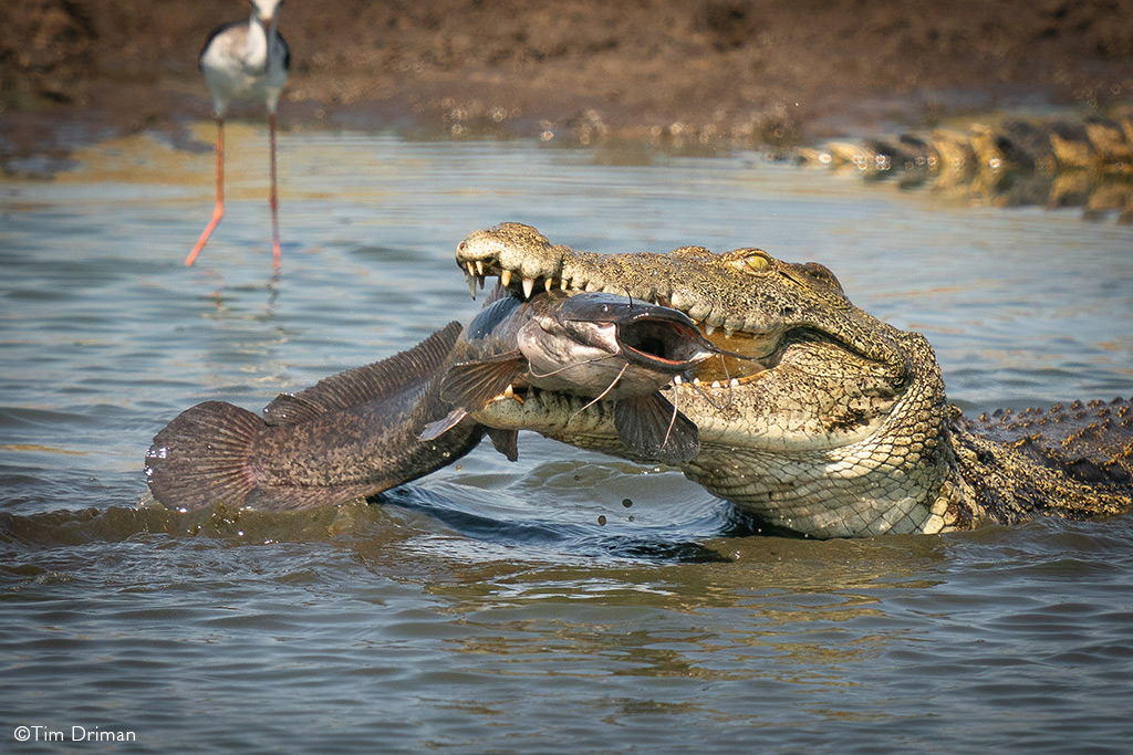 Tim Driman A Large Nile Crocodile Grabs an Equally Large Catfish Okavango